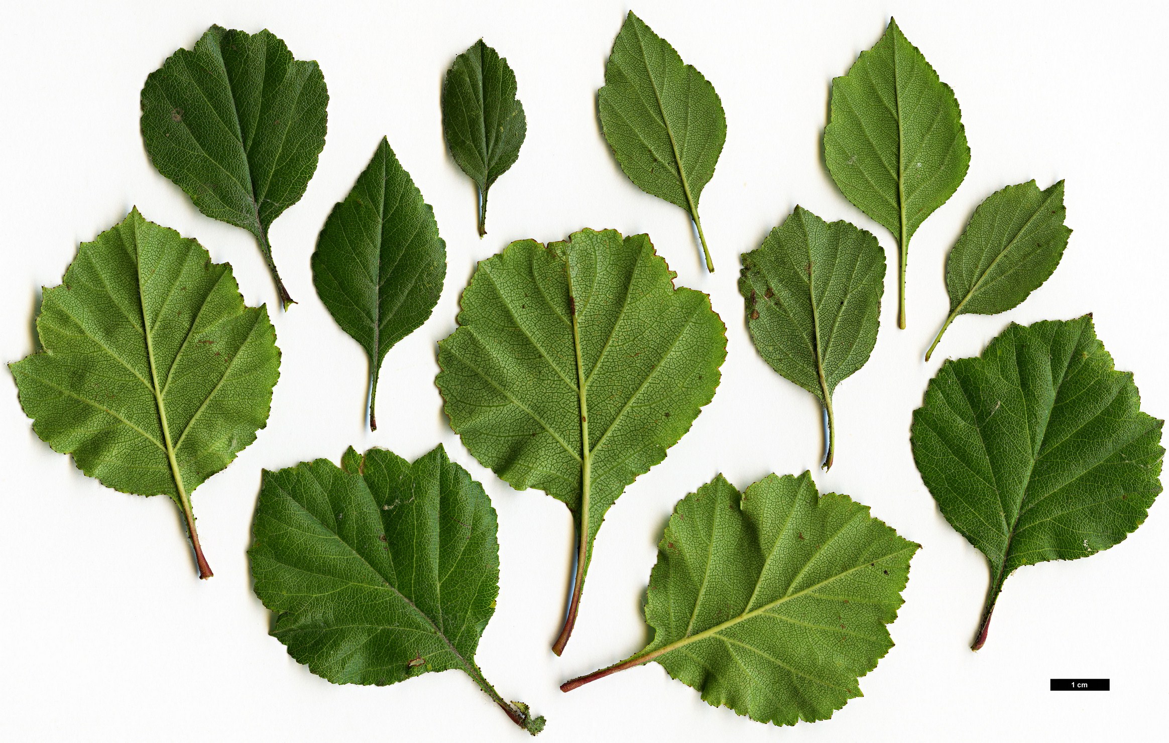High resolution image: Family: Rosaceae - Genus: Crataegus - Taxon: aprica